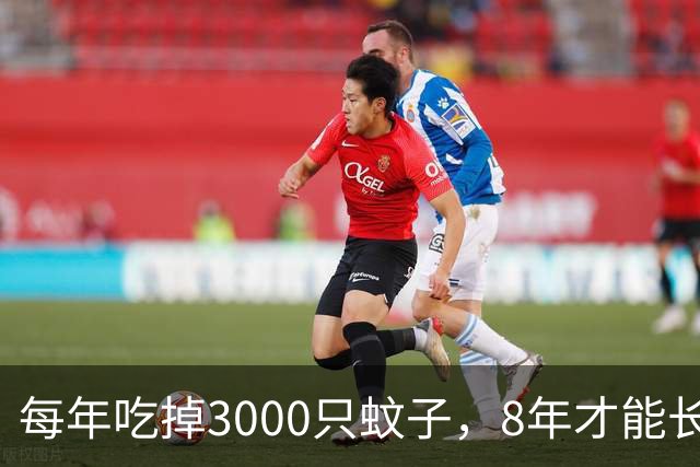 每年吃掉3000只蚊子，8年才能长大，却被人类作为美食大量捕捉